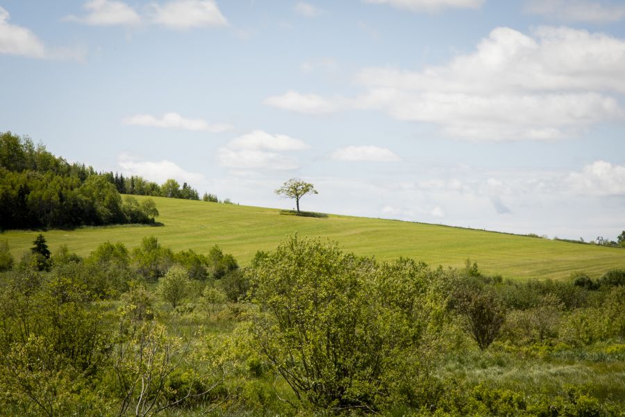 avhMusqImgSliderV1IMG